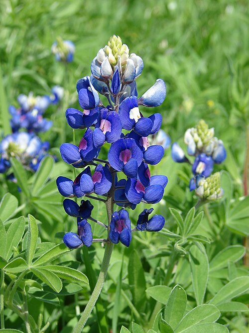 Texas bluebonnet